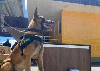 PRF intercepta supermaconha em fiscalização em ônibus interestadual na Bahia