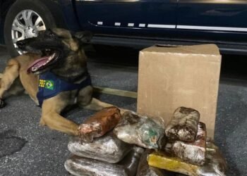 Cão farejador da PRF encontra cocaína, crack e maconha em ônibus na Bahia