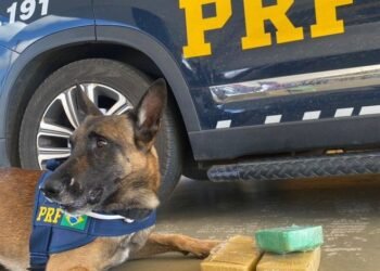 Cães farejadores da PRF auxiliam na apreensão de 2,65 Kg de crack na Bahia