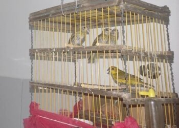 PRF flagra transporte ilegal de aves silvestres na Bahia