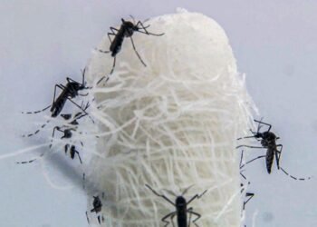 Casos de dengue caem pela metade no Rio de Janeiro