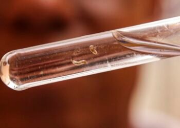 Brasil passa de 4 milhões de casos de dengue; mortes chegam a 1.937