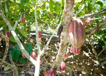 Produtoras de café e cacau contam como lidam com mudanças climáticas