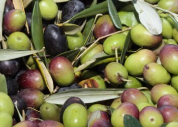 Brasil se especializa na produção de azeite extra virgem – FDS