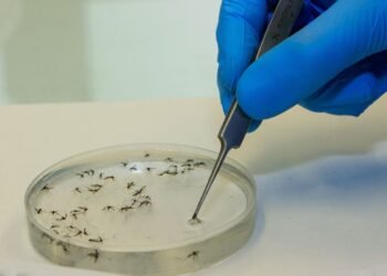 Saúde alerta para espalhamento da Febre Oropouche no país