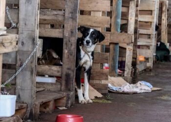 Rio Grande do Sul lança plano de ajuda a animais