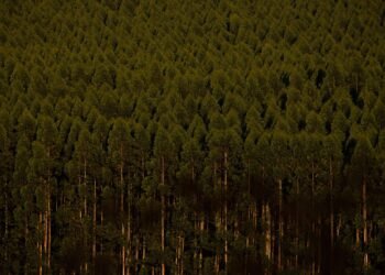 Organizações pedem que Lula vete fim de licenciamento de eucaliptos