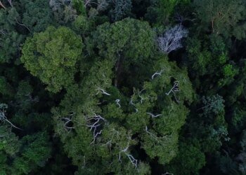 BNDES anuncia entidades escolhidas para recuperar floresta amazônica
