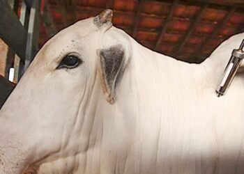 Brasil se torna livre de febre aftosa sem vacinação, informa governo