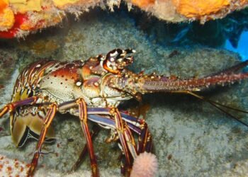 Governo fixa limite para captura de lagostas na costa brasileira