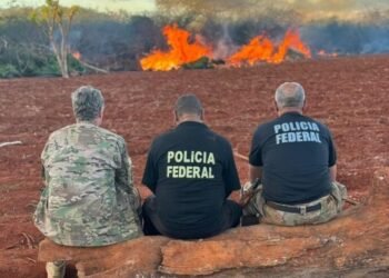 PF erradica quase 280 mil pés de maconha na Bahia e Pernambuco