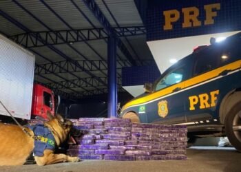 Cão farejador da PRF localiza 150 kg de maconha em caminhão na Bahia