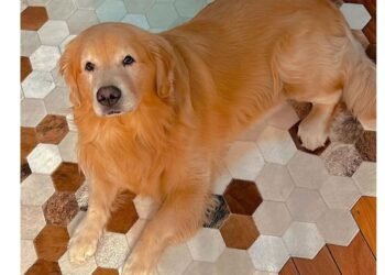 Câmara aprova projeto que obriga aéreas a rastrear transporte de pets