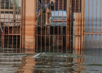 Cães resgatados nas cheias do RS são adotados em Brasília