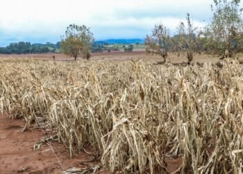 Cheias afetaram mais de 206 mil propriedades rurais, diz Emater-RS
