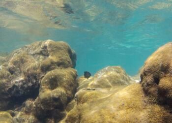 Mais de 70% de espécies ameaçadas buscam Áreas Marinhas Protegidas