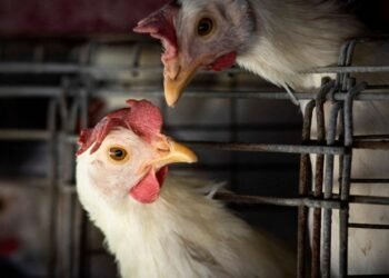 Gripe aviária: risco global para a saúde humana é baixo, diz OMS