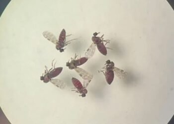 Pernambuco cria comitê para enfrentamento à febre do Oropouche