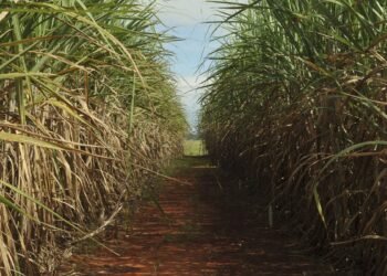 Produção de cana pode cair 20% com mudanças climáticas, diz estudo