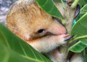 Menor tamanduá do mundo simboliza preservação de manguezal nordestino