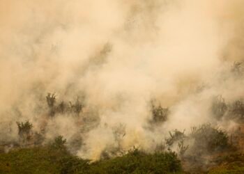 Defesa Civil de SP emite alerta para risco de incêndios florestais