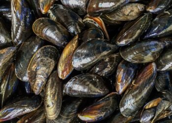 São Paulo libera parcialmente consumo de ostras e mexilhões no estado