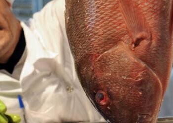 Brasil só tem dados sobre condições de 52% do estoque pesqueiro