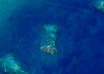 Pesquisa aponta 20,4 mil hectares de recifes de coral na costa do país