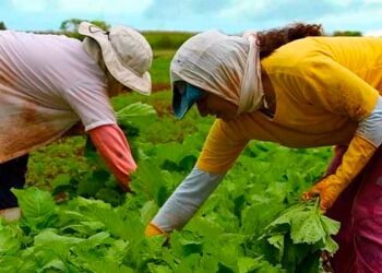 Embrapa capacitará técnicos de países africanos em produção agrícola