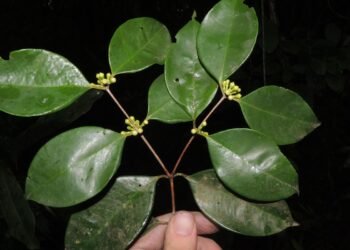 Pesquisadores do Jardim Botânico descobrem árvore rara no Rio