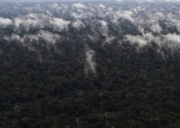 Emissão de gases do efeito estufa por queimadas na Amazônia cresce 60%