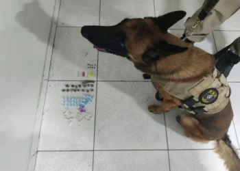 Cão farejador da PM ajuda na apreensão de drogas na Bahia