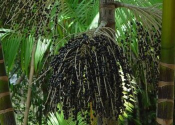 Valor da produção primária florestal aumenta 11,2% em 2023