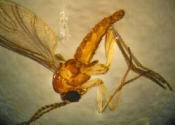 Rondônia intensifica ações de vigilância à febre do Oropouche