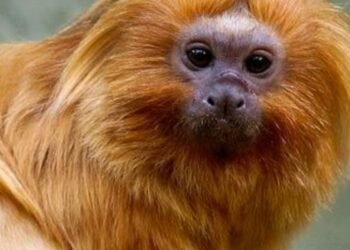 Polícia Federal prende suspeito de contrabandear micos-leões dourados