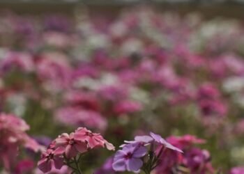 Hoje é Dia: início da primavera e Dia Mundial Sem Carro são destaques