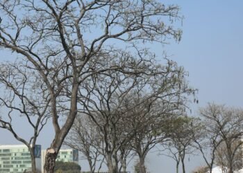 Brasília atinge recorde histórico de seca nesta sexta-feira