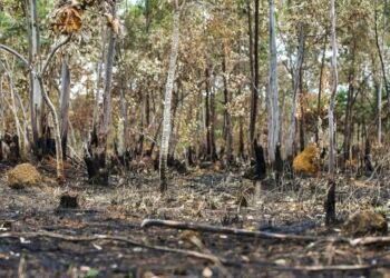 PF cumpre mandado judicial contra suspeito de atear fogo em APA no DF