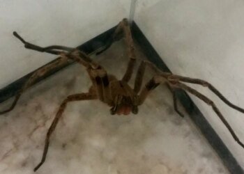 Picadas de aranhas são segunda causa de envenenamento no país