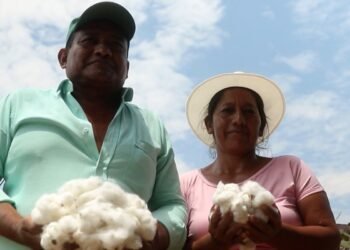 Brasil investe em algodão com identidade latino-americana