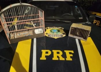 PRF resgata aves silvestres no interior baiano