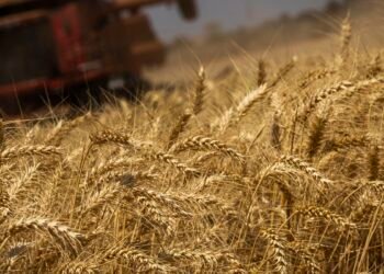 Produção de grãos terá crescimento recorde de 8,3%, prevê Conab