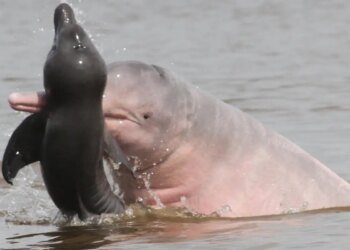 Vida selvagem diminui 73% em 50 anos, diz relatório da WWF