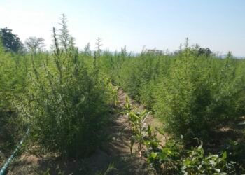 ExpoCannabis mostra potencial de empregabilidade no mercado da planta