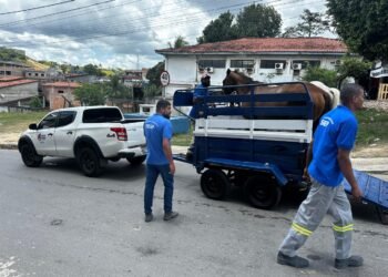 SESP realiza fiscalização e apreensão de animais soltos em vias públicas – Prefeitura Municipal de Candeias.