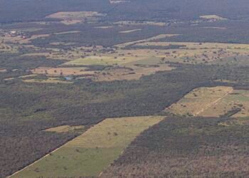 Desmatamento cai 55% na Mata Atlântica no primeiro semestre