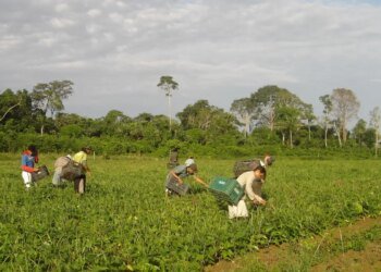 Lula sanciona lei que autoriza R$ 500 mi para agricultura familiar