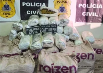 Polícia Civil baiana apreende maconha avaliada em R$ 2 milhões
