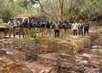 PRF apreende centenas de animais silvestres na Bahia