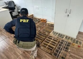 PRF resgata quase 600 aves silvestres transportadas ilegalmente na Bahia